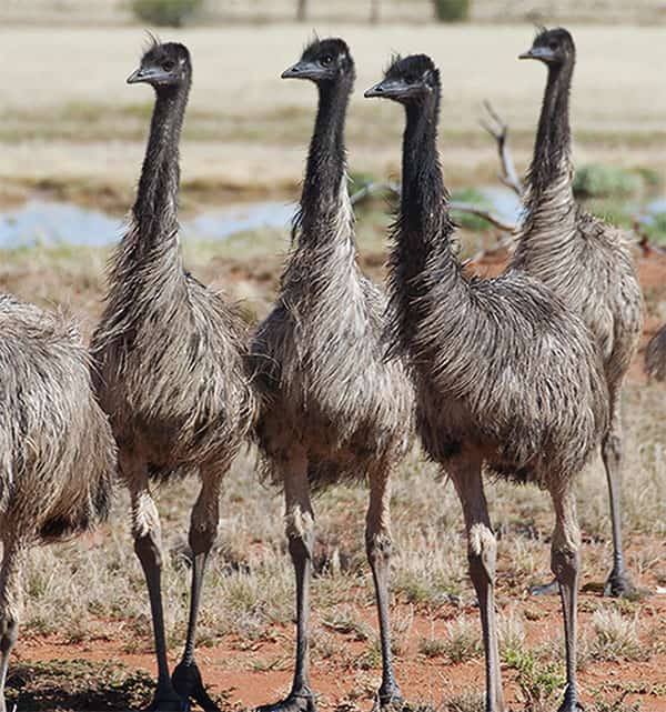 Bando de Emus