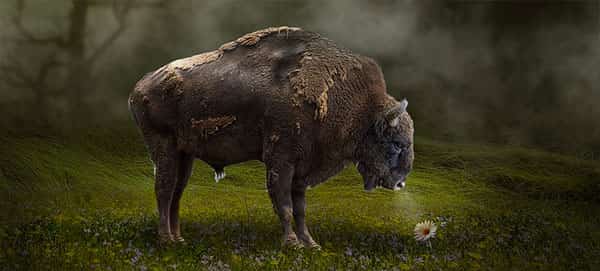 Bisão-americano, búfalo-americano 