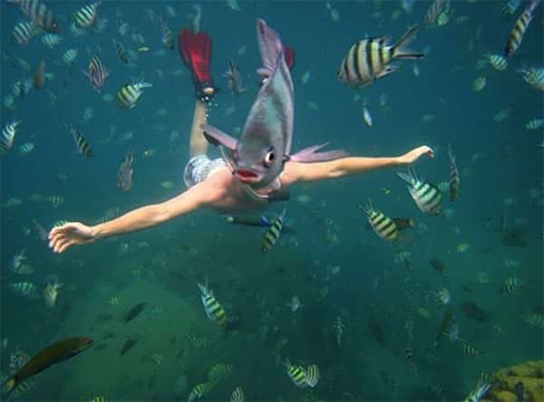 Cabeça de peixe