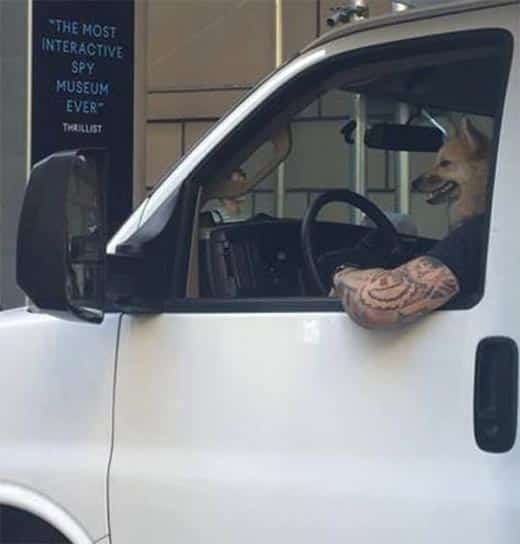 Cão motorista