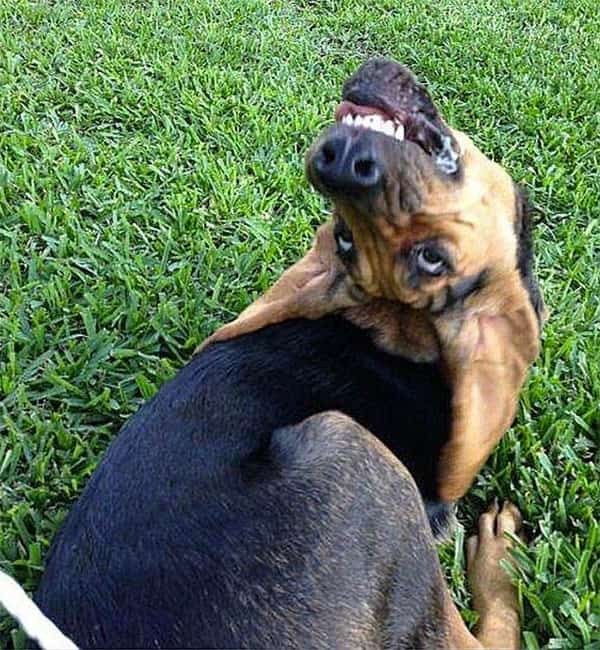 Cão possuído