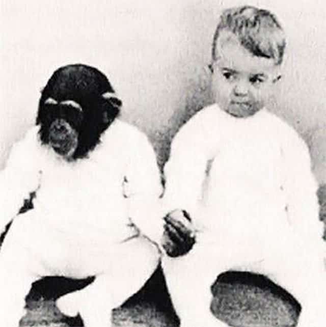 chimpanzé Gua e o bebê Donald