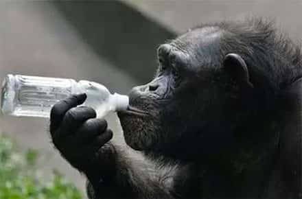 Chimpanzé Zhora Bebendo