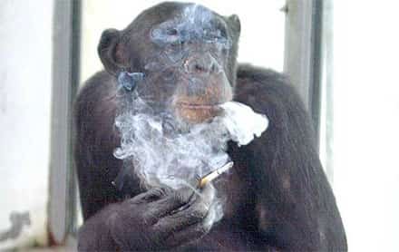 Chimpanzé Zhora Fumando