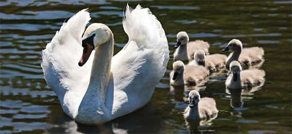 Cisne Fêmea e seus filhotes