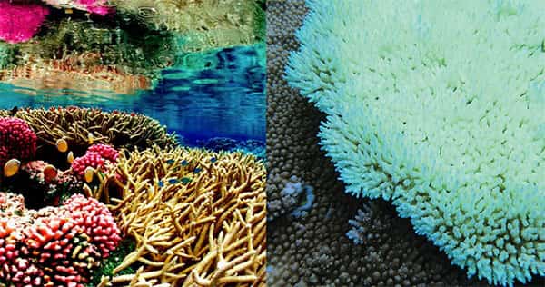 Corais saudáveis x corais brancos