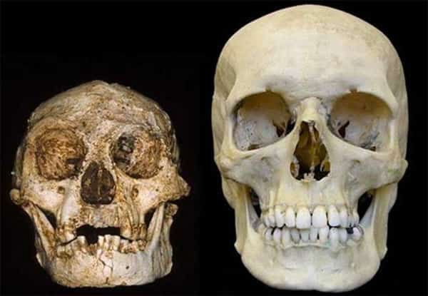 Cranios do hobbit e do Humano moderno