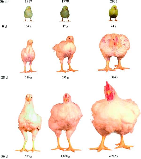 Crescimento e peso frango, galinha, 1957, 1978, 2005, 0 dias até 56 dias