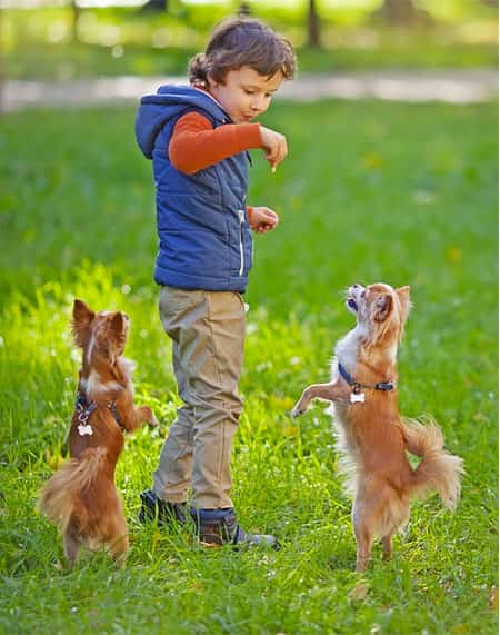 criança brincando com cachorros