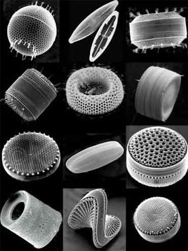 Diatomáceas - Microscópio eletrônico
