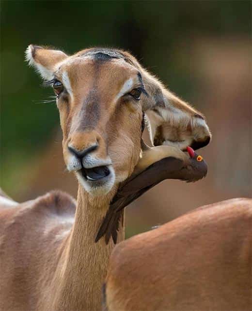 Duas cabeças?