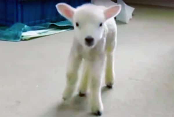 Filhote de ovelha desenvolvida, fora do útero 
