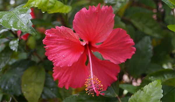 Flor hibisco da Malásia