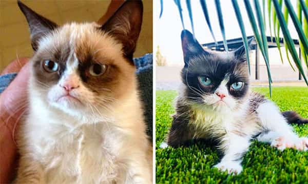 Gato rabugento - Grumpy Cat