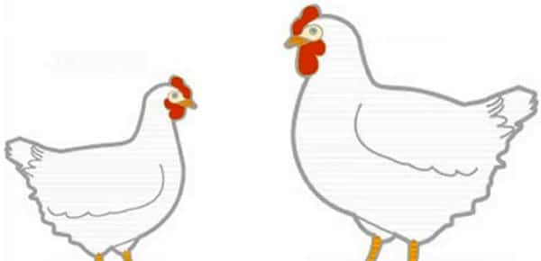Ilustracao - Comparacao frango e chester