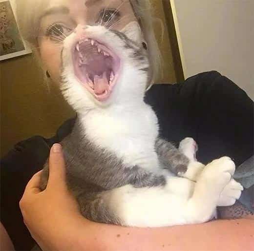 Quem é o gato?