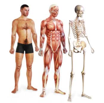 Ser Humano Esqueleto e Estatura