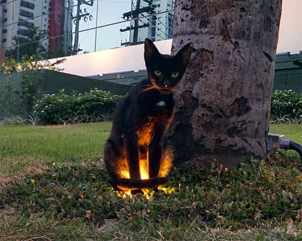Todos nós fazemos coisas estranhas no calor
