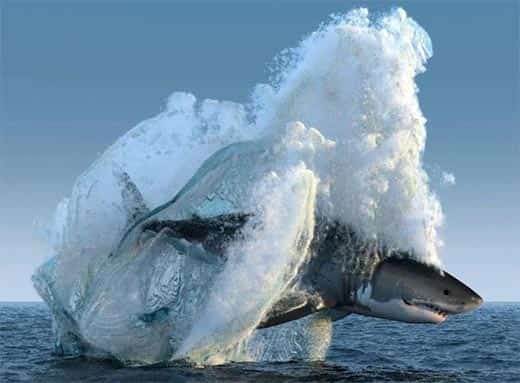 Tubarão salto pra fora do mar