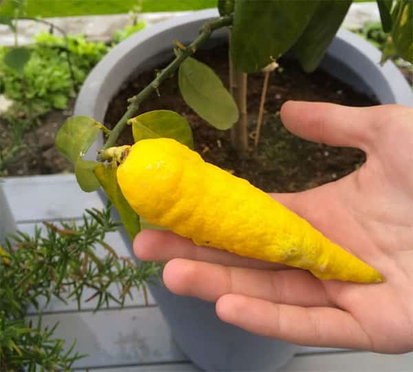Um híbrido de limão e cenoura