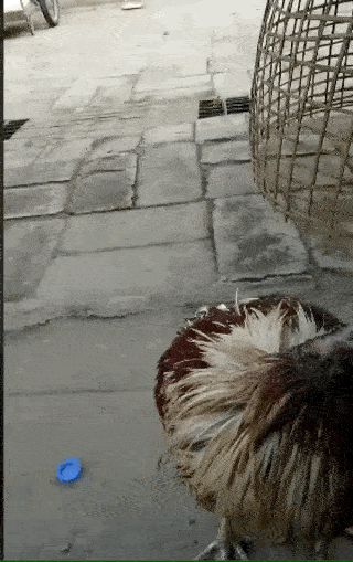 Video galinha sendo alimentada