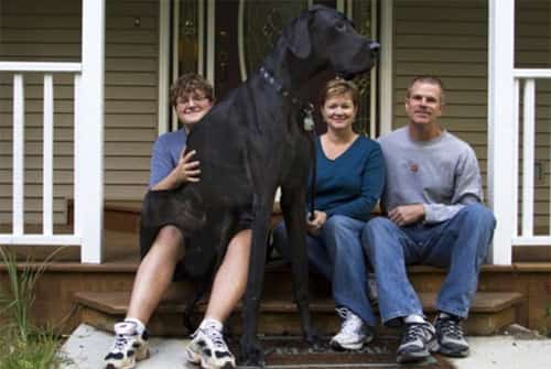 Zeus, o maior cachorro de todos os tempos