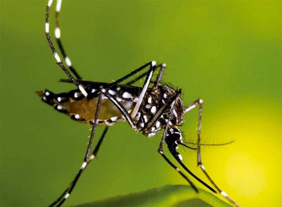 Curiosidades sobre o Aedes Aegypti Ciências Site de Curiosidades
