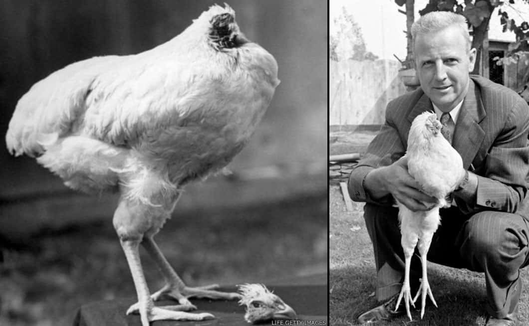 Курица жила без головы. Петух Майк прожил без головы 18 месяцев. Цыпленок без головы жил 18 месяцев. Петух который жил без головы в Америке.