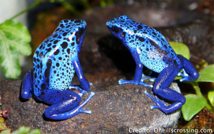 Dendrobates tinctorius O perigoso sapo azul Dendrobates tinctorius O perigoso sapo azul